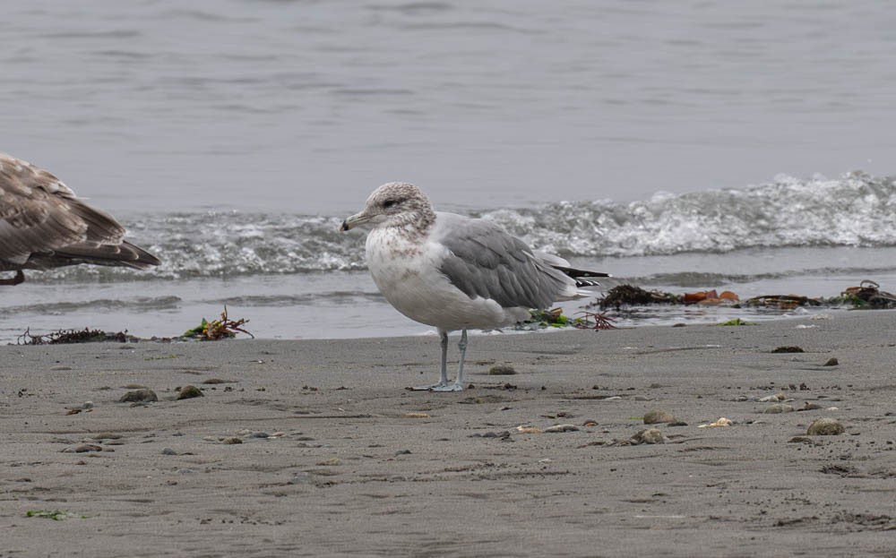 California Gull - ML643010141