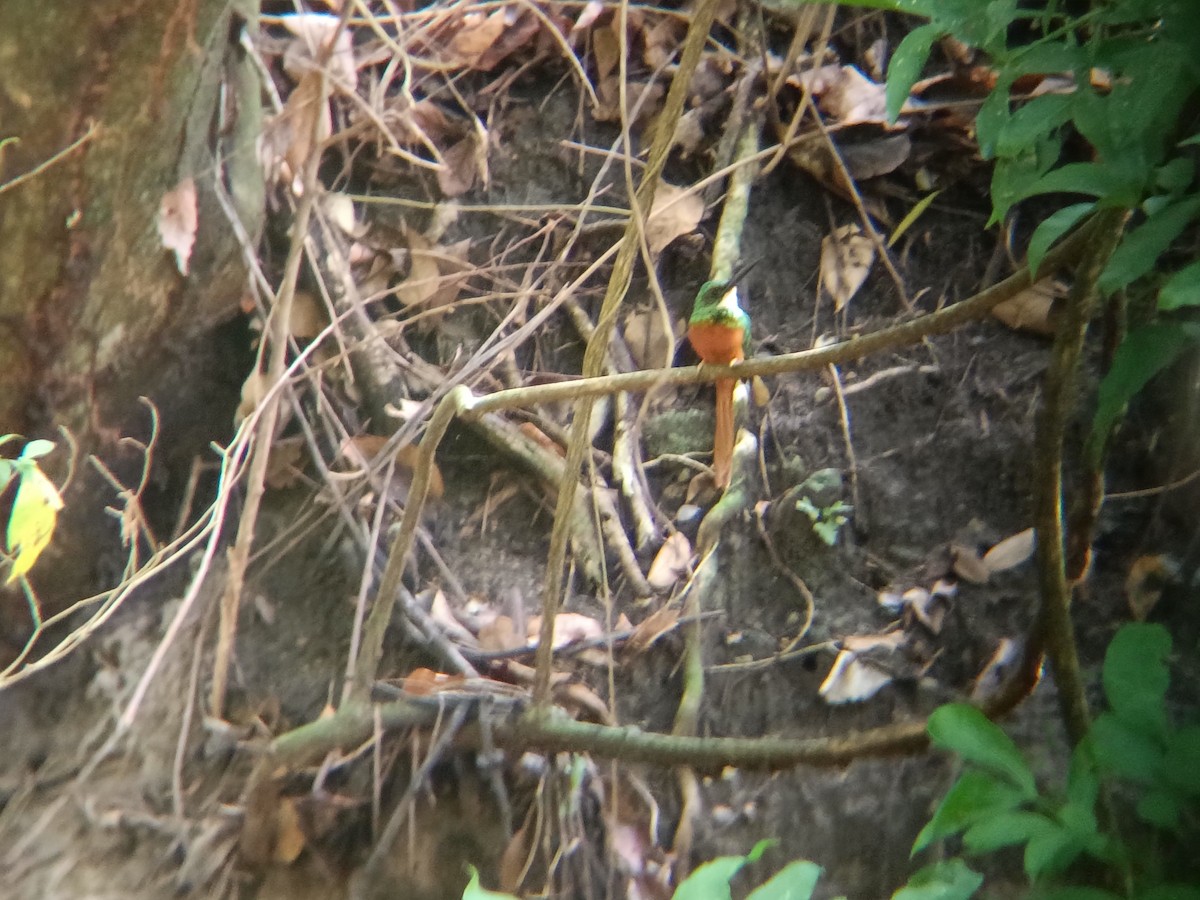 Rufous-tailed Jacamar - ML643010144