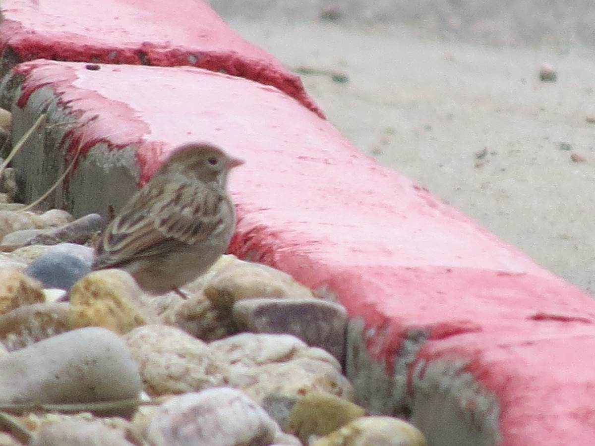 Brewer's Sparrow - ML643010146