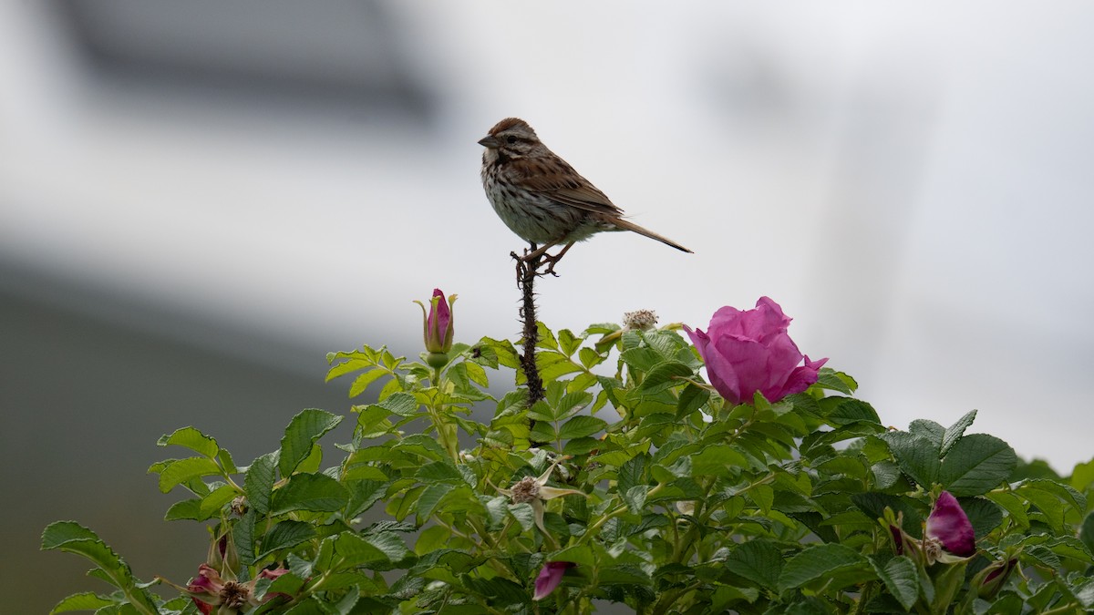 Song Sparrow - ML643010147