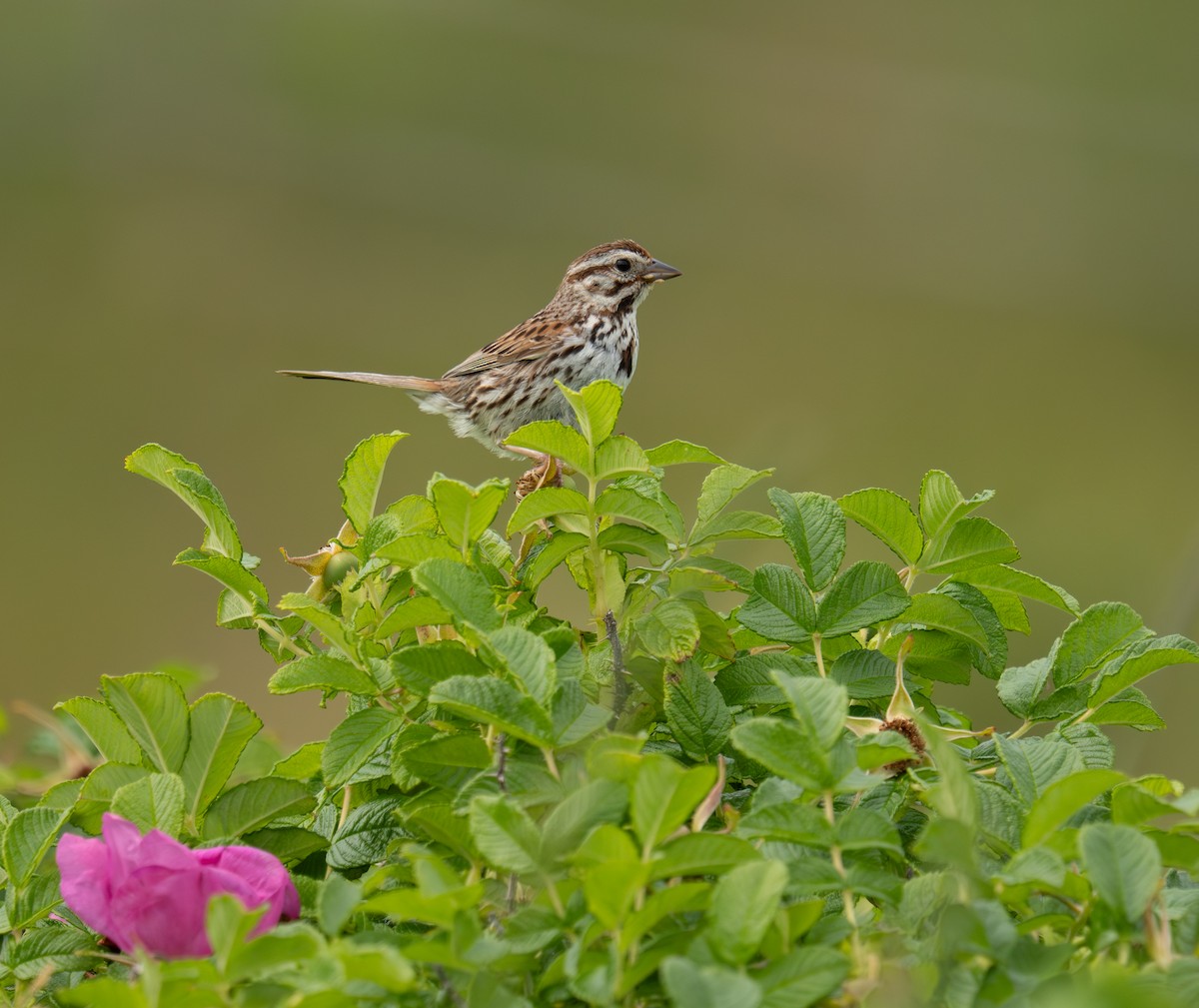 Song Sparrow - ML643010151