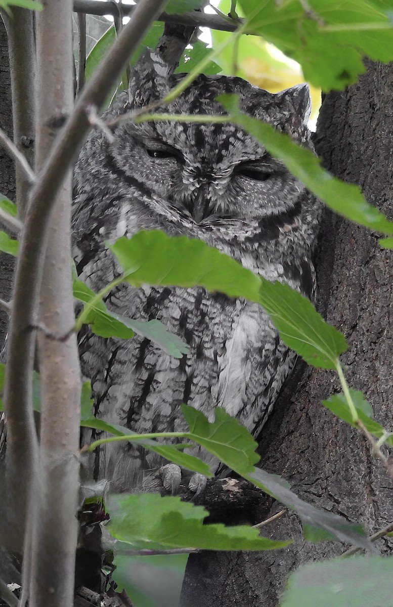 Western Screech-Owl - ML643010160
