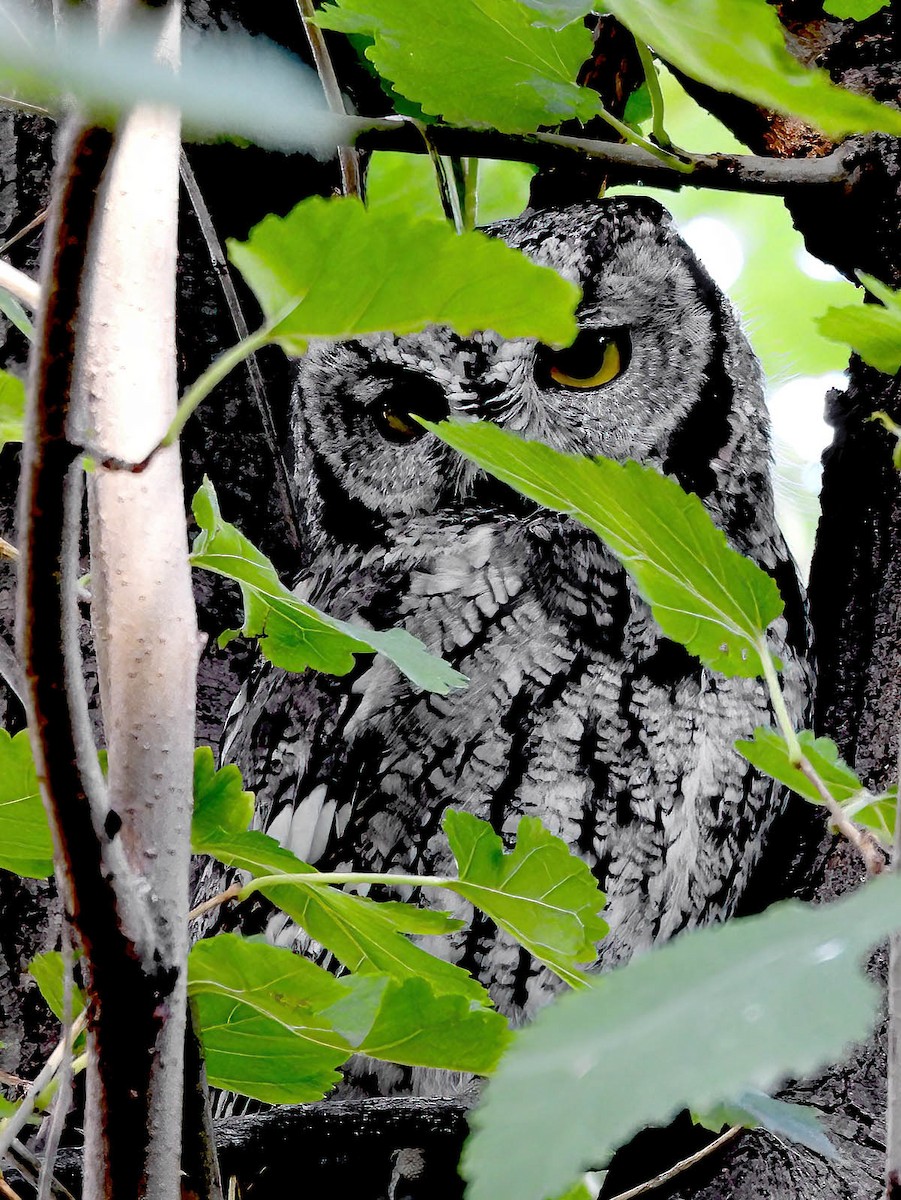 Western Screech-Owl - ML643010161