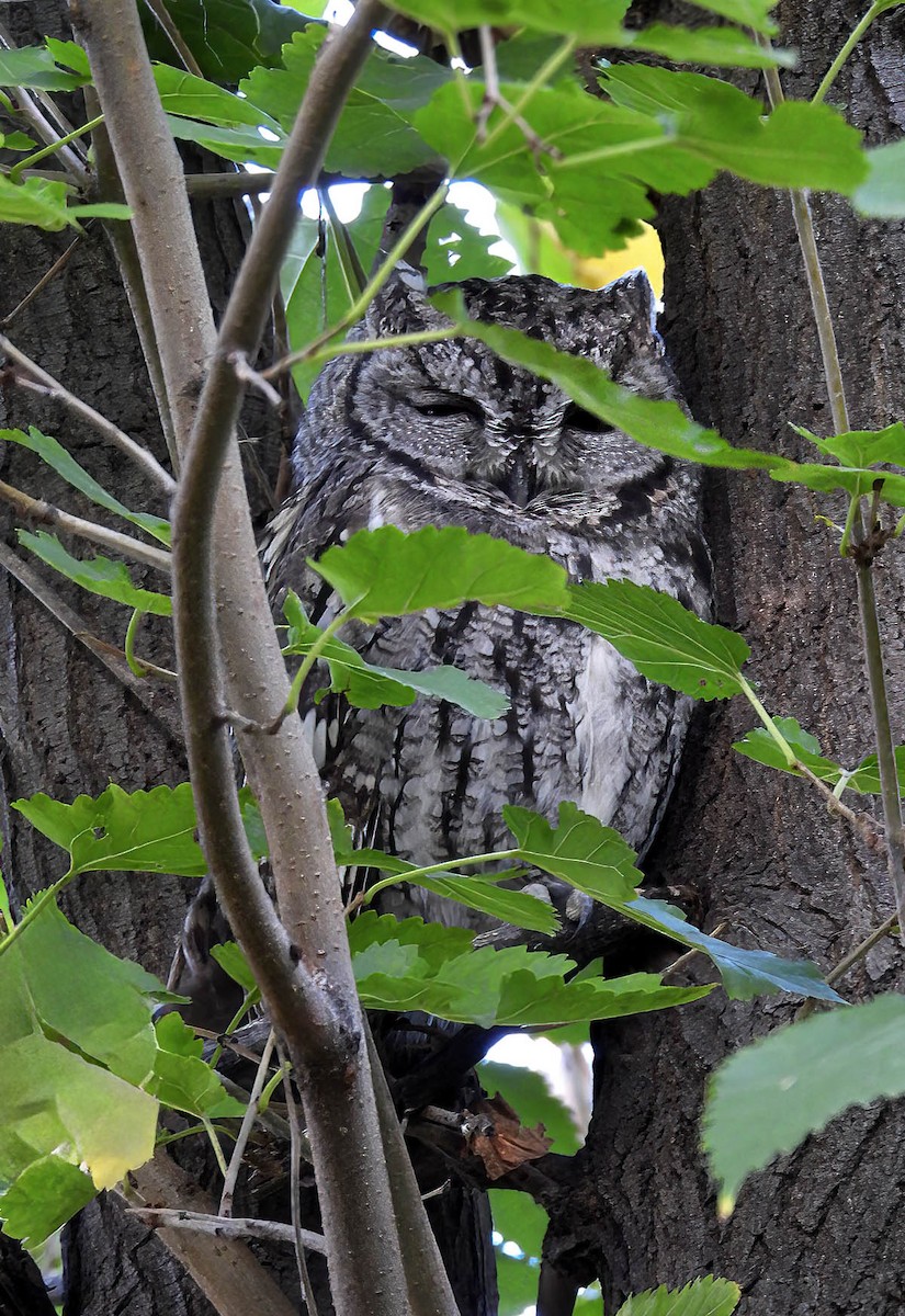 Western Screech-Owl - ML643010162