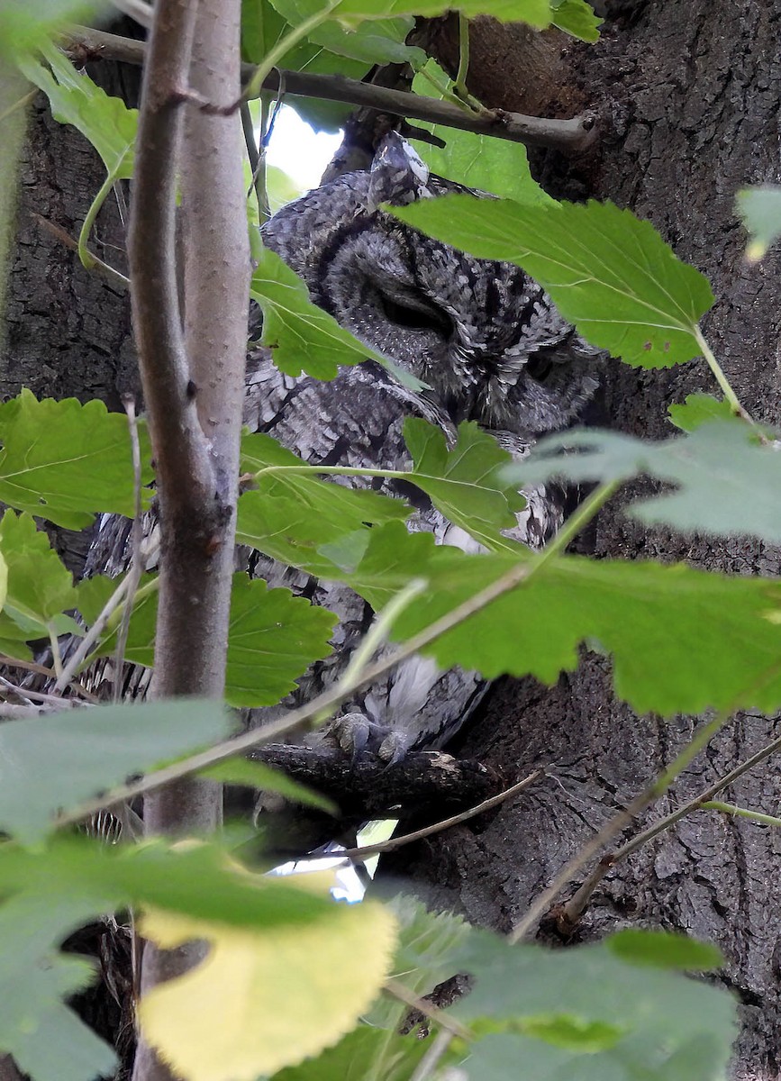 Western Screech-Owl - ML643010163