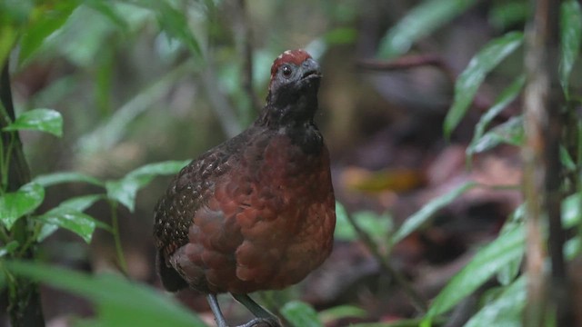 Black-eared Wood-Quail - ML643010175