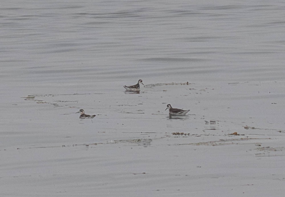 Red-necked Phalarope - ML643010183