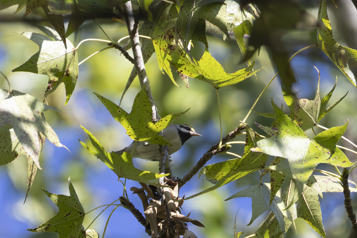Golden-winged Warbler - ML643010197