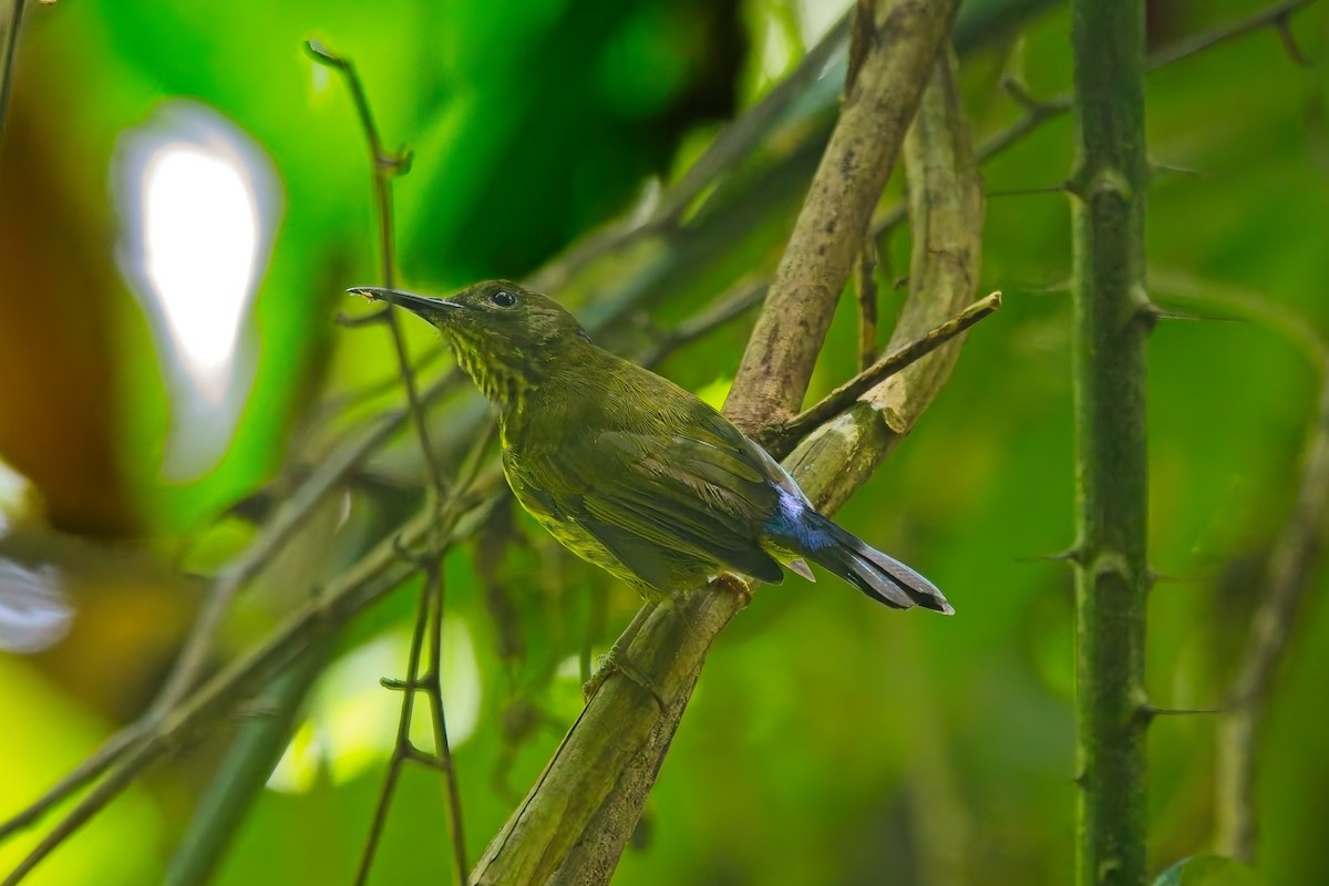 Purple-naped Spiderhunter - ML643010208