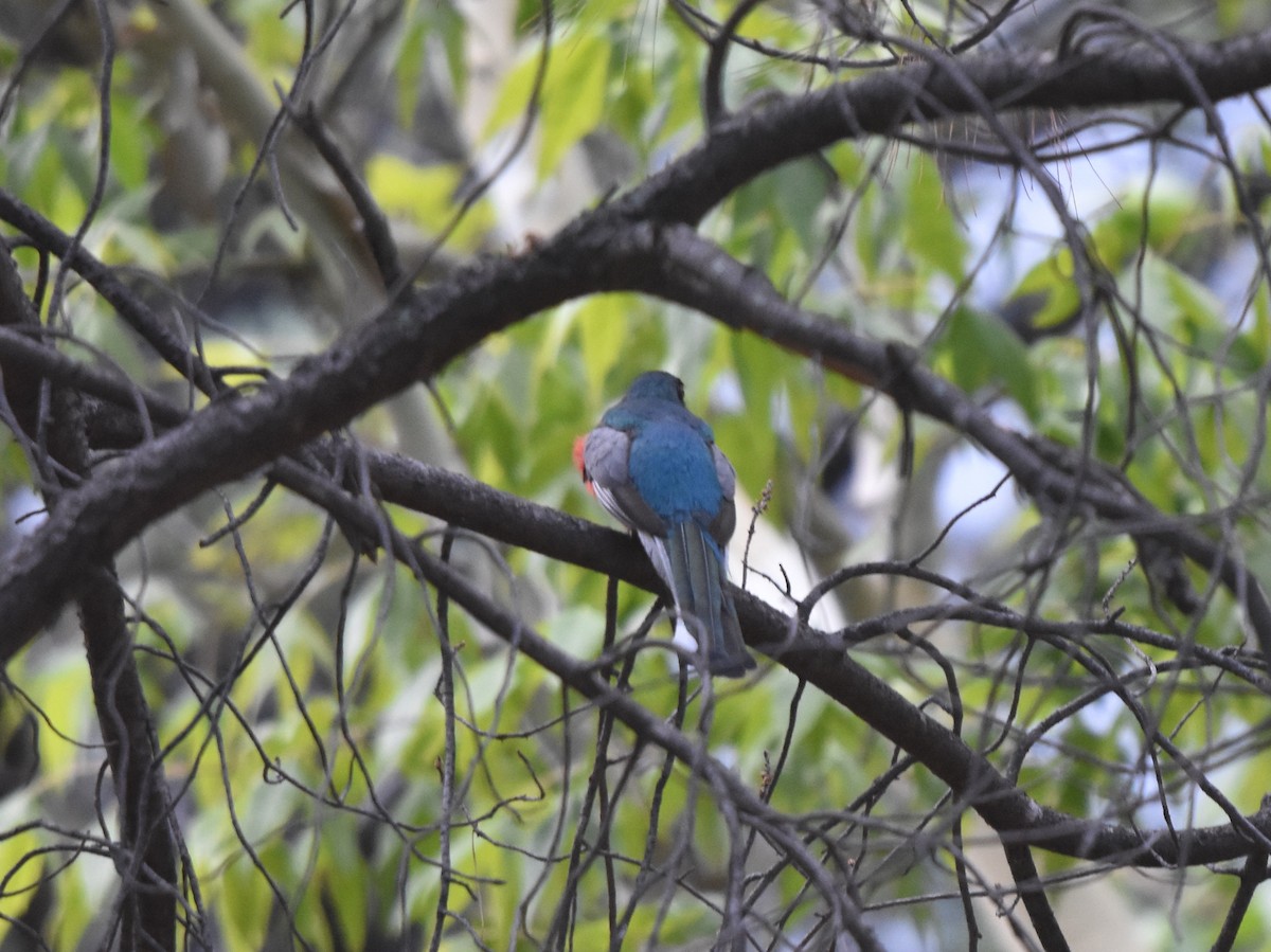 Kupfertrogon - ML643010210