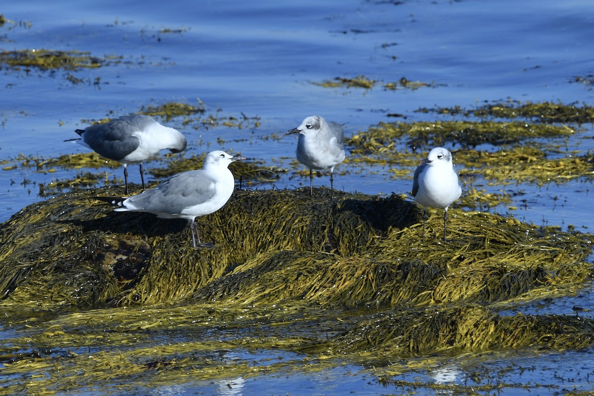 Mouette atricille - ML643010211
