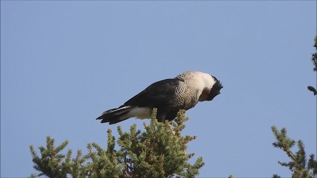 karančo jižní - ML643010247