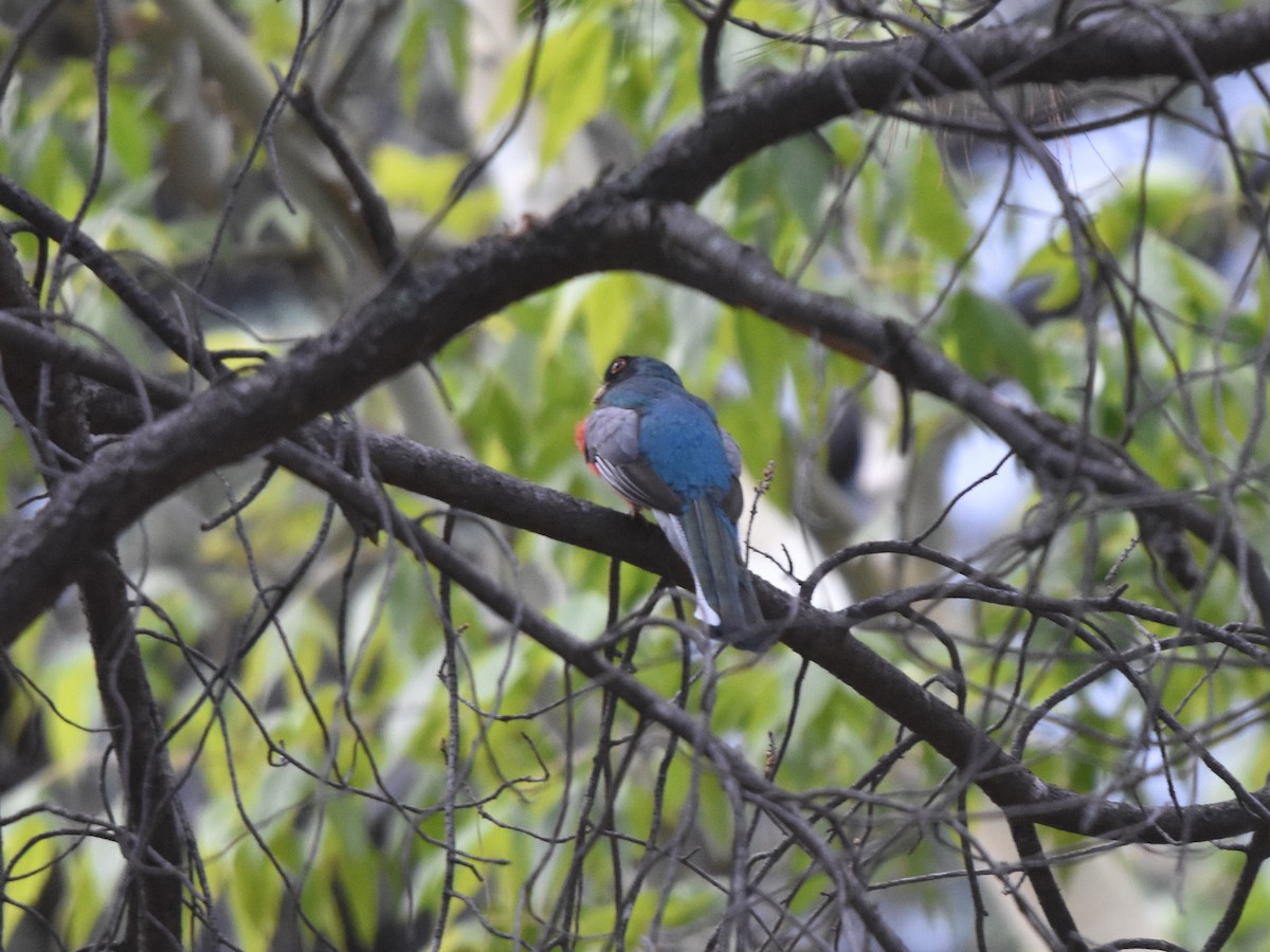 Kupfertrogon - ML643010248