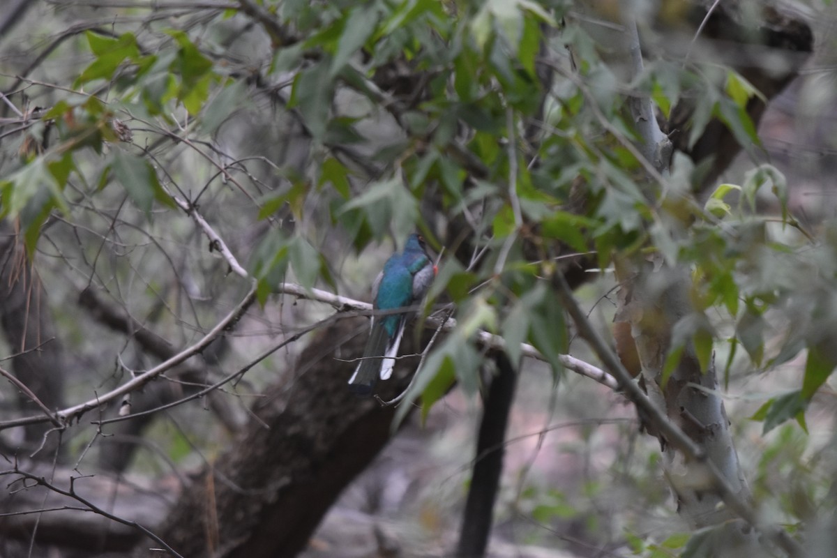 Kupfertrogon - ML643010254