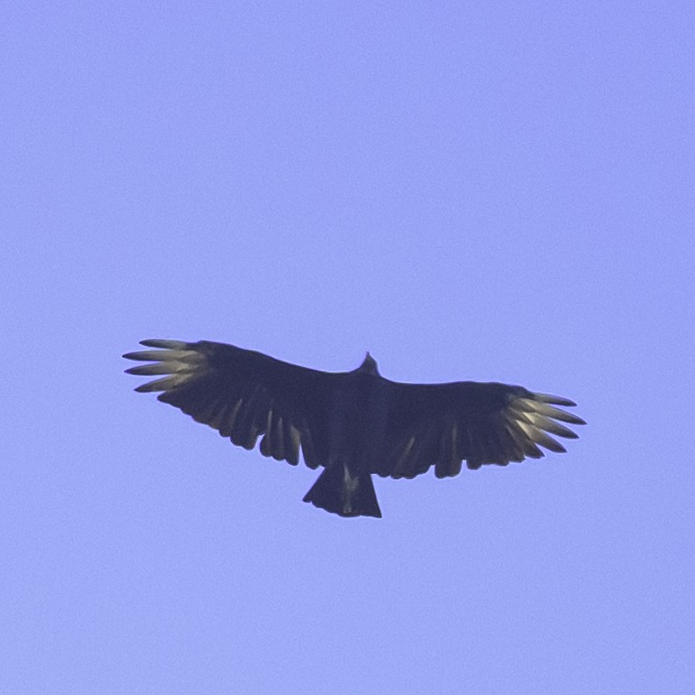 Black Vulture - ML643010264