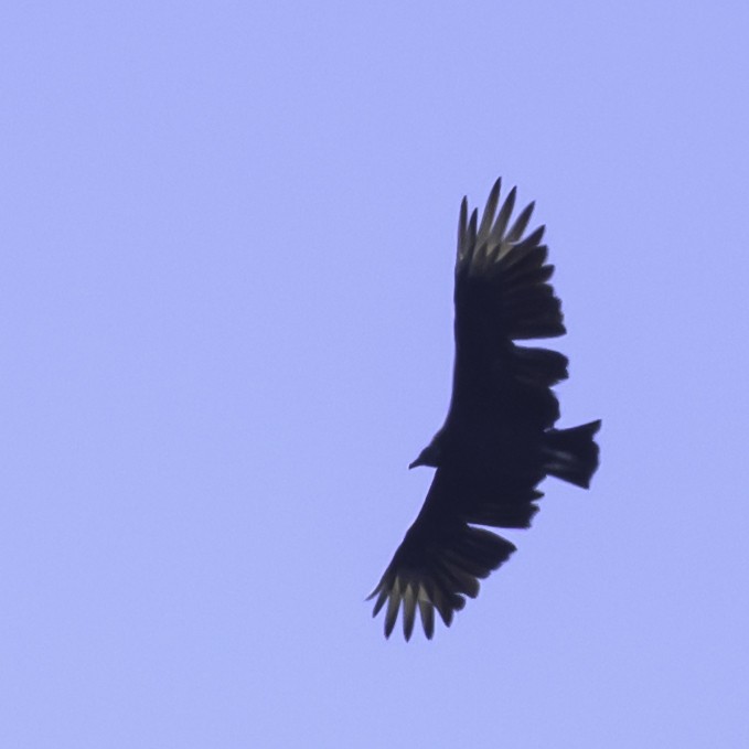 Black Vulture - ML643010265