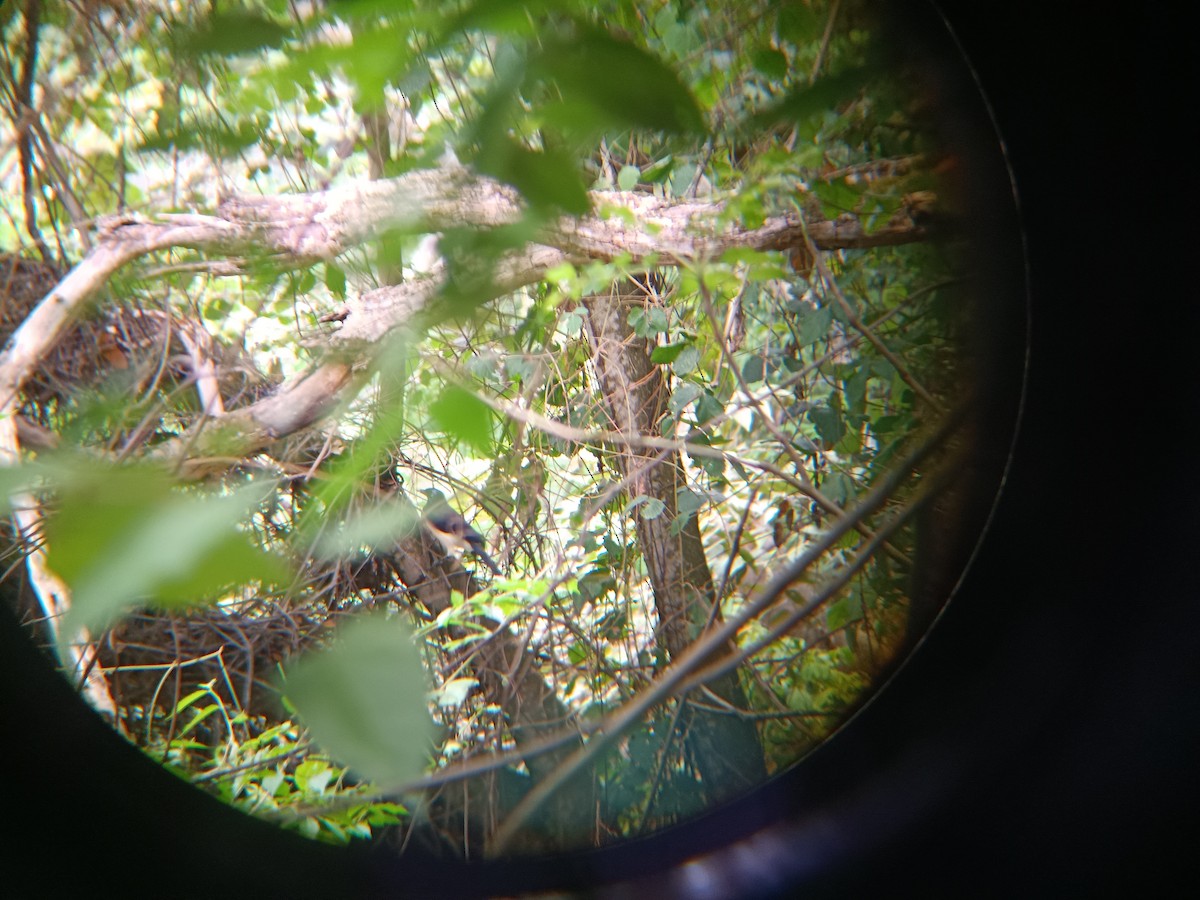 Black-chested Jay - ML643010268