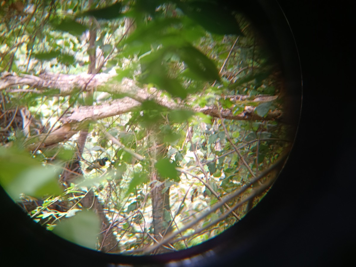 Black-chested Jay - ML643010269