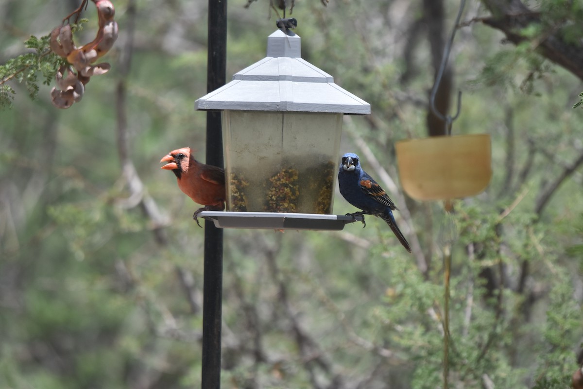 Blue Grosbeak - ML643010295