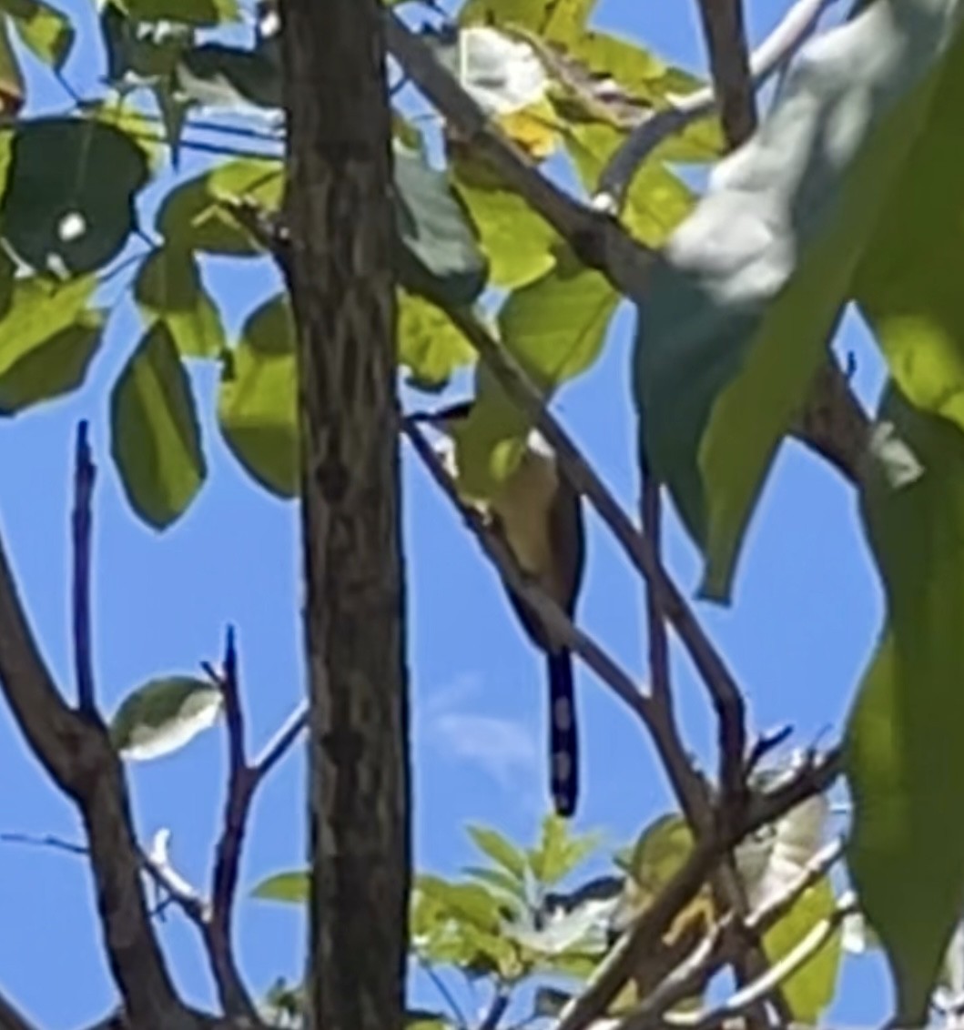 Dark-billed Cuckoo - ML643010315