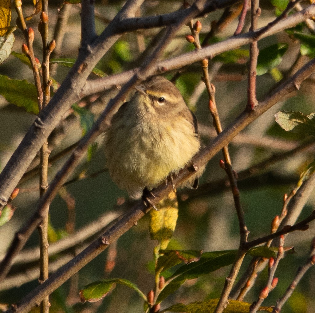 Palm Warbler - ML643010328