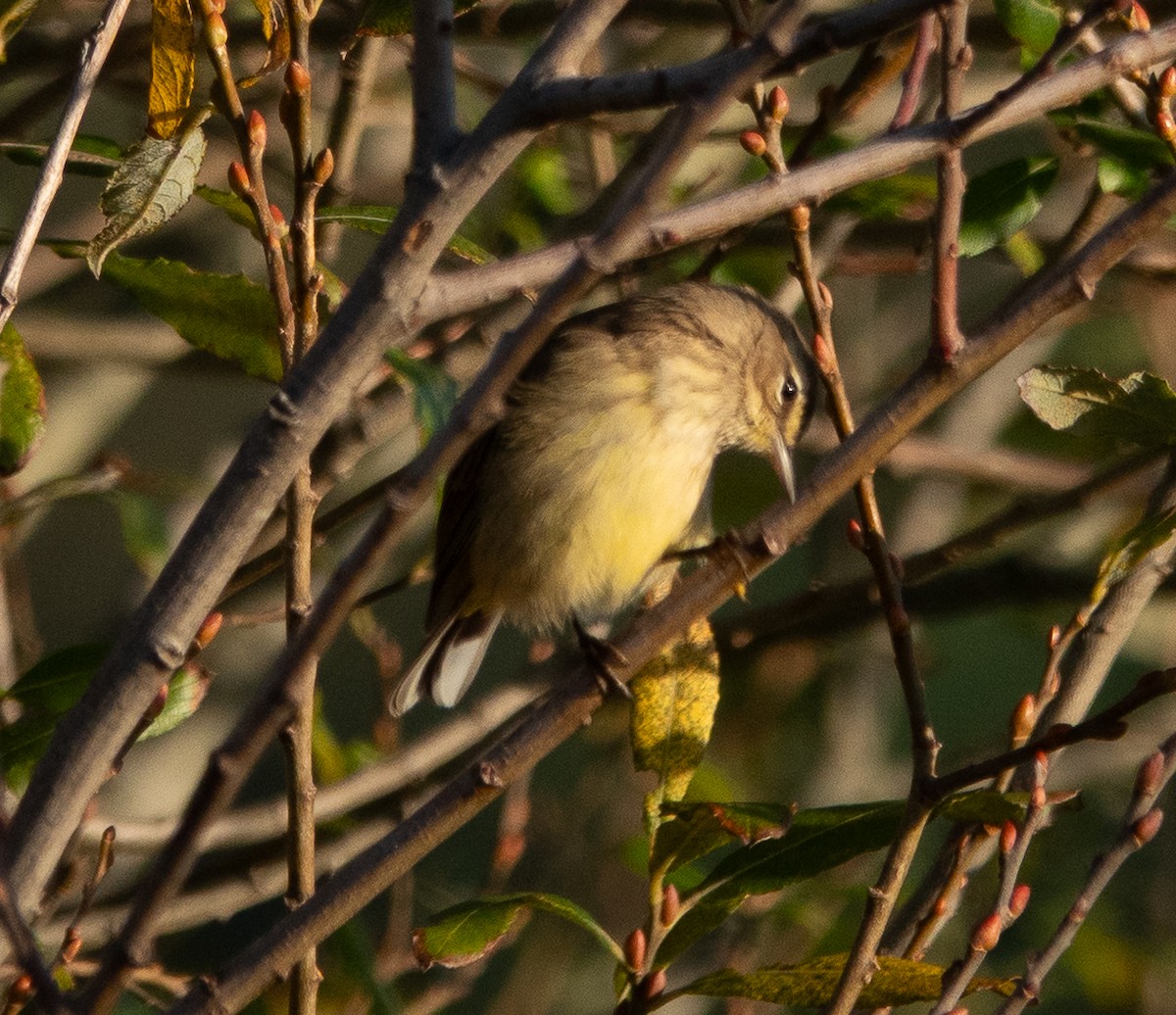 Palm Warbler - ML643010329