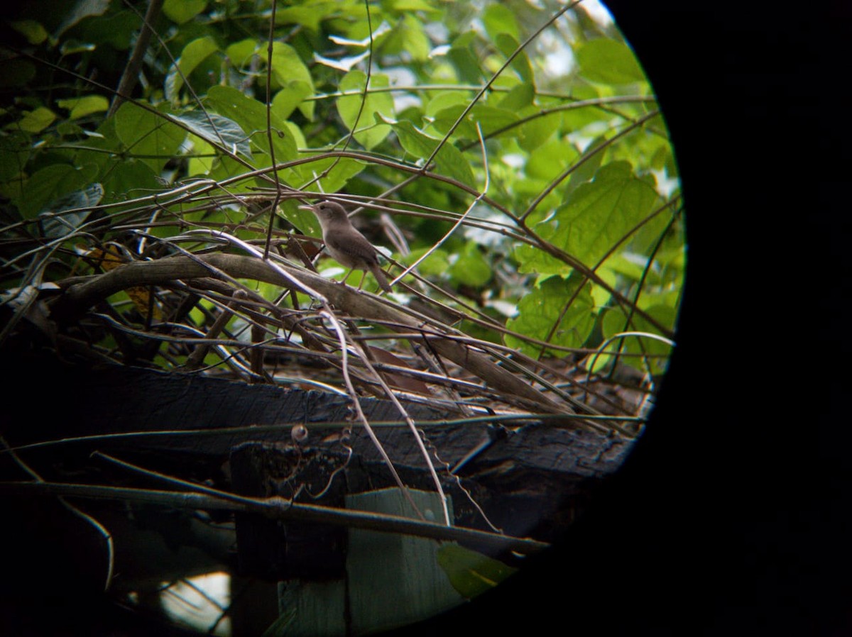 Southern House Wren - ML643010330