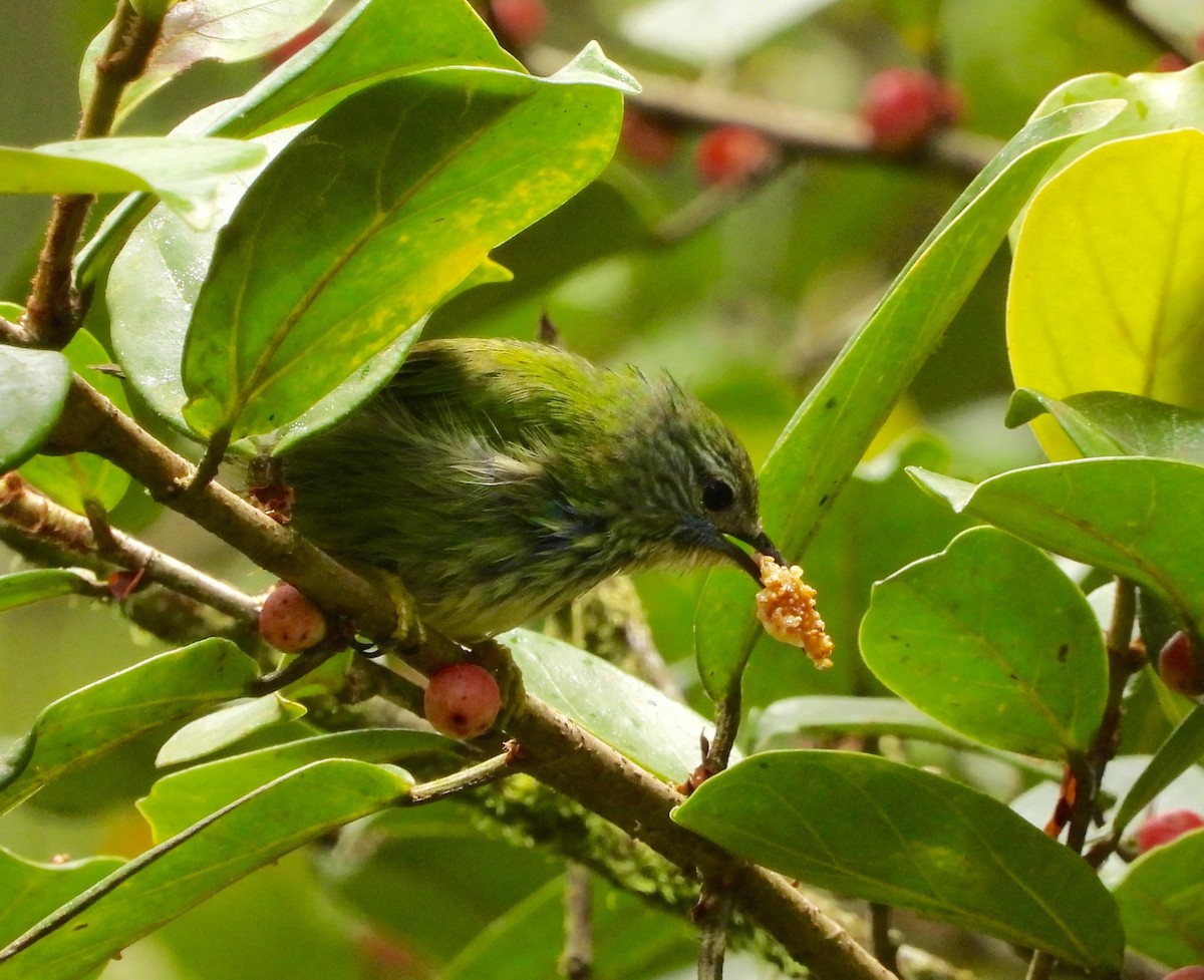 Shining Honeycreeper - ML643010332