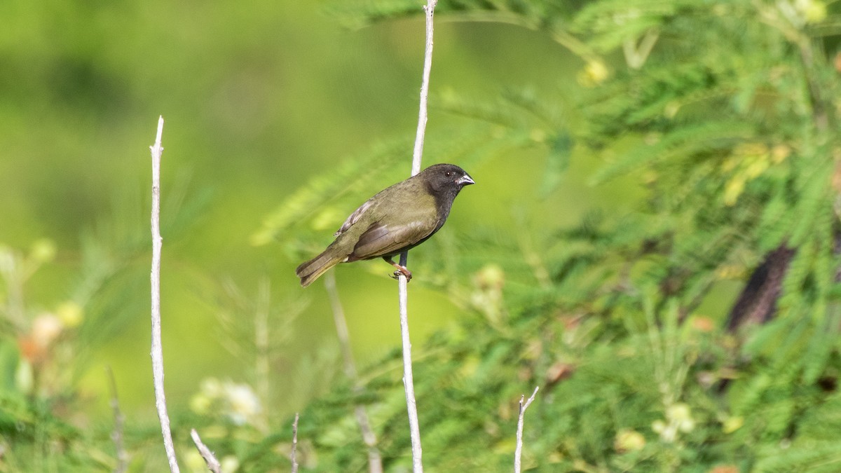 Black-faced Grassquit - ML643010334