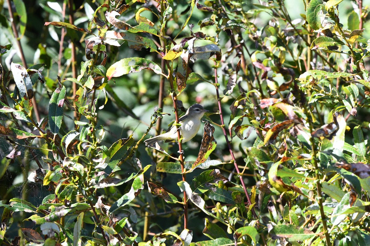 Western Warbling Vireo - ML643010349