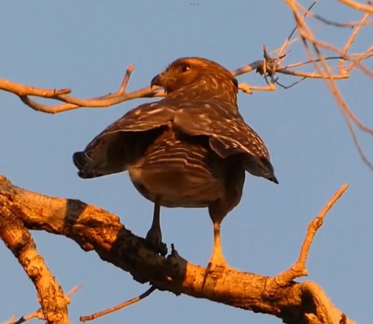 Red-shouldered Hawk - ML643010354