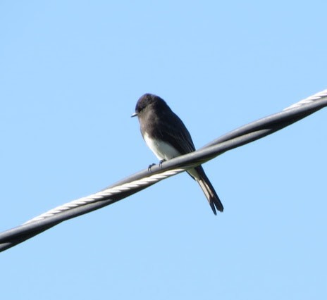 Black Phoebe - ML643010355