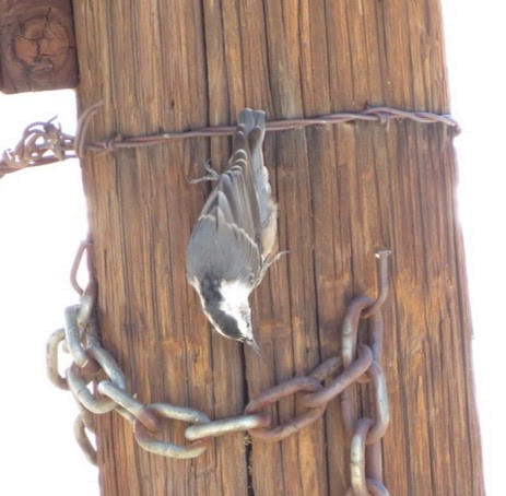 White-breasted Nuthatch - ML643010369