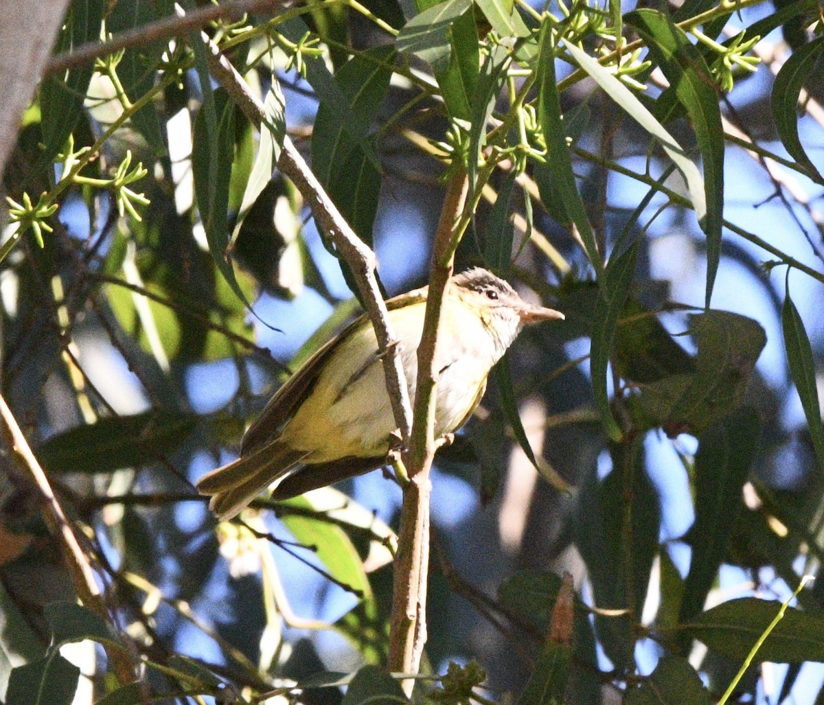 Yellow-green Vireo - ML643010378