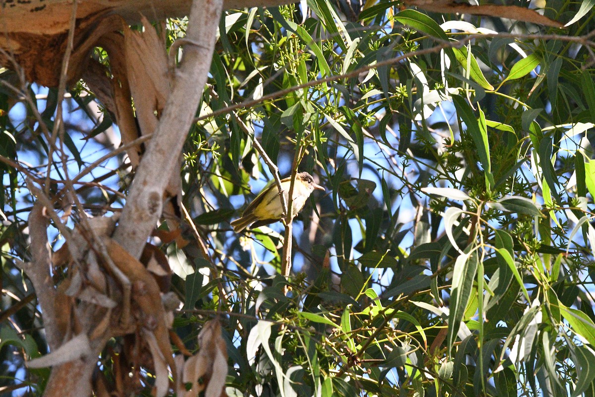 Yellow-green Vireo - ML643010379