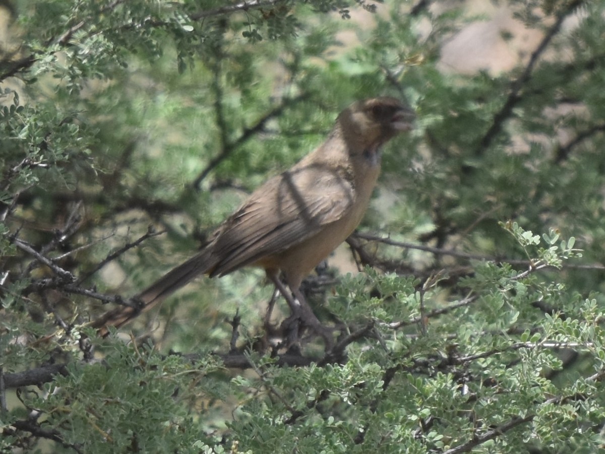 Abert's Towhee - ML643010385