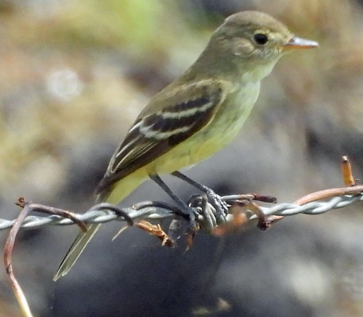 Willow Flycatcher - ML643010389