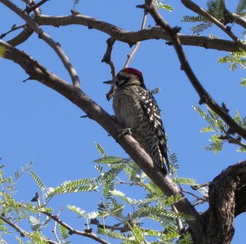 Ladder-backed Woodpecker - ML643010392