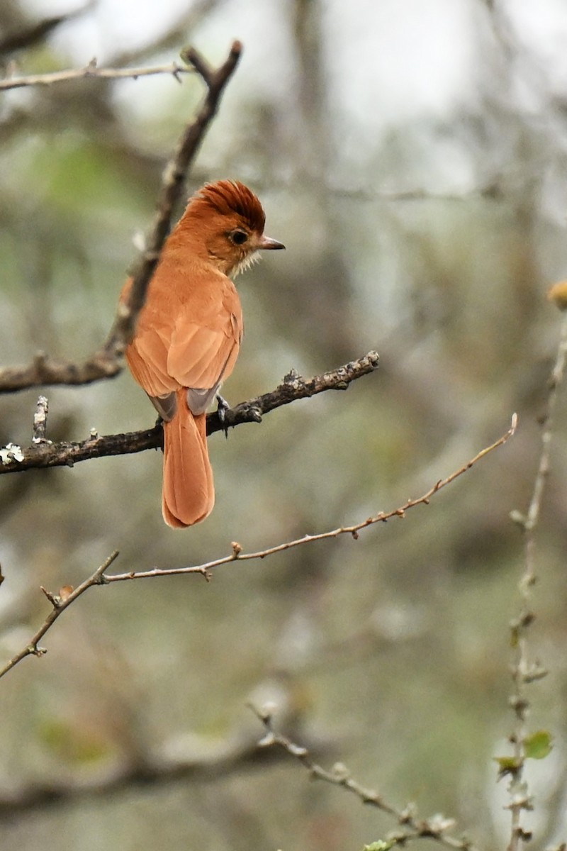 Rufous Casiornis - ML643010397