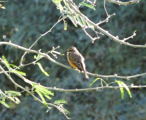 Vermilion Flycatcher - ML643010405