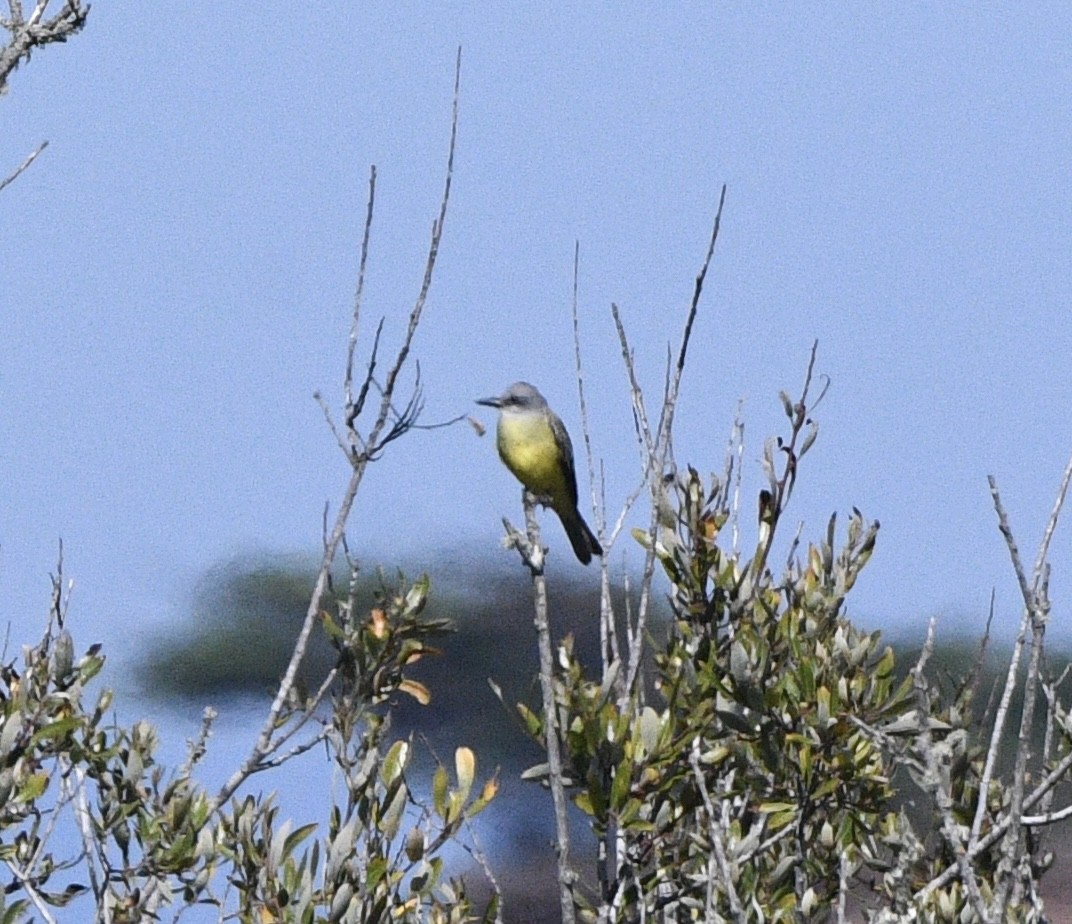 Tropical Kingbird - ML643010423