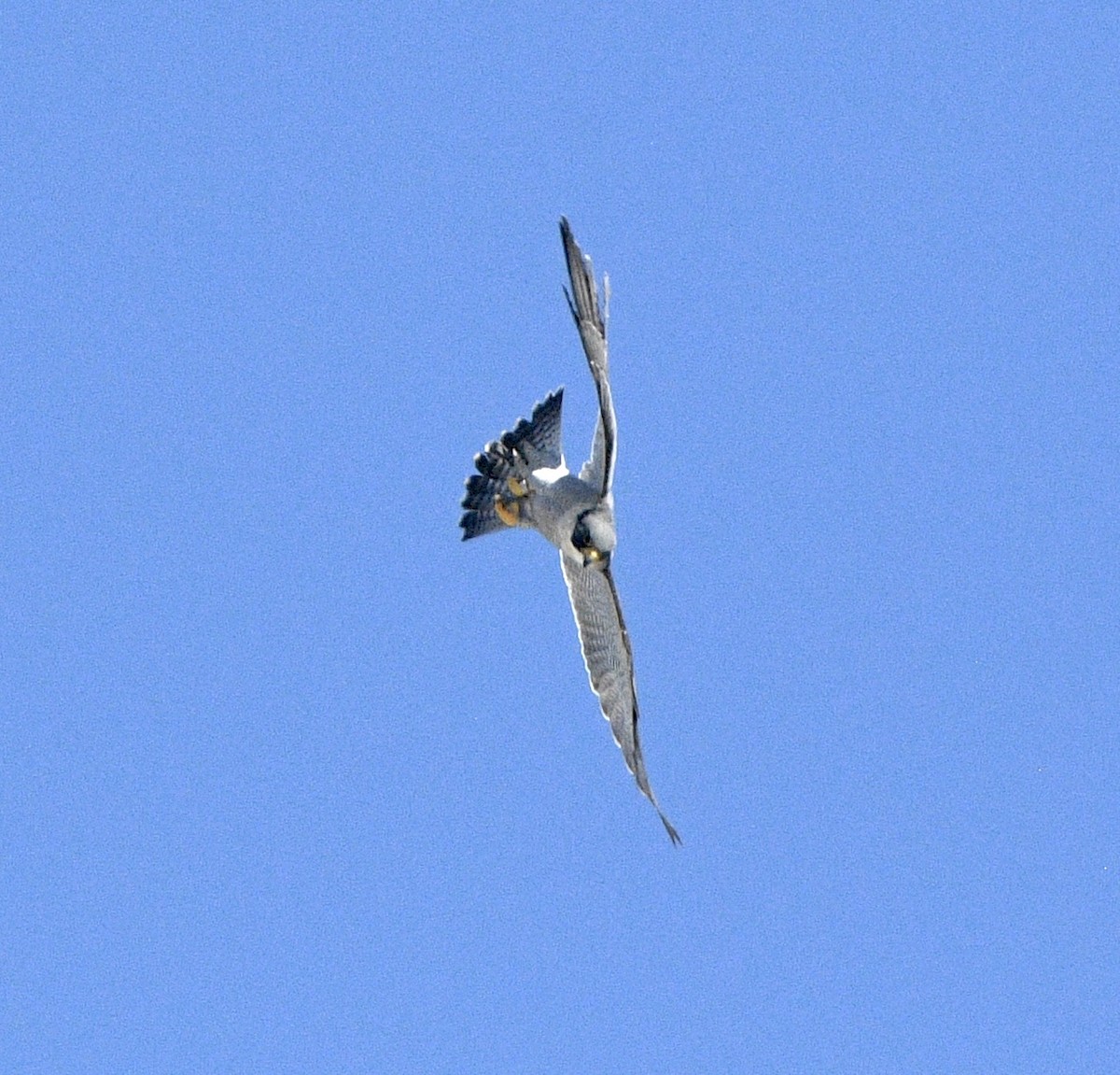 Peregrine Falcon - ML643010442