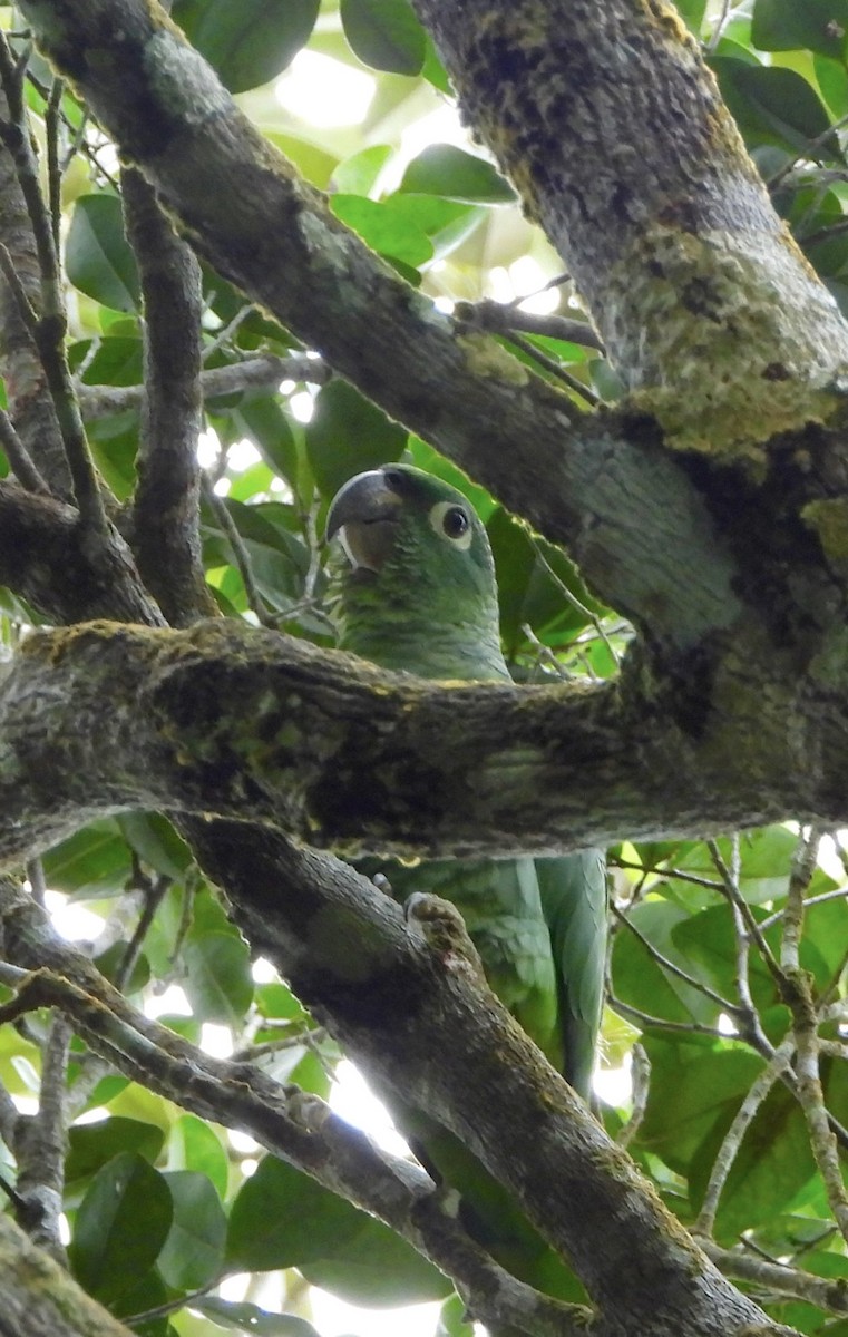 Mealy Amazon - ML643010491