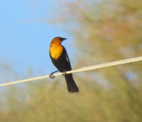 Yellow-headed Blackbird - ML643010499