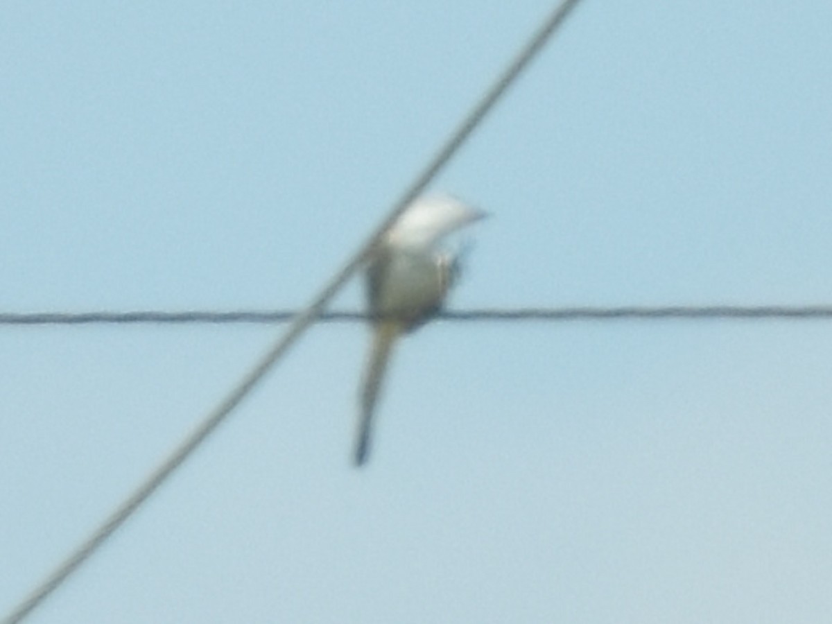 Scissor-tailed Flycatcher - ML643010504