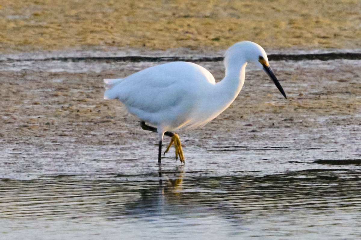 ユキコサギ - ML643010506