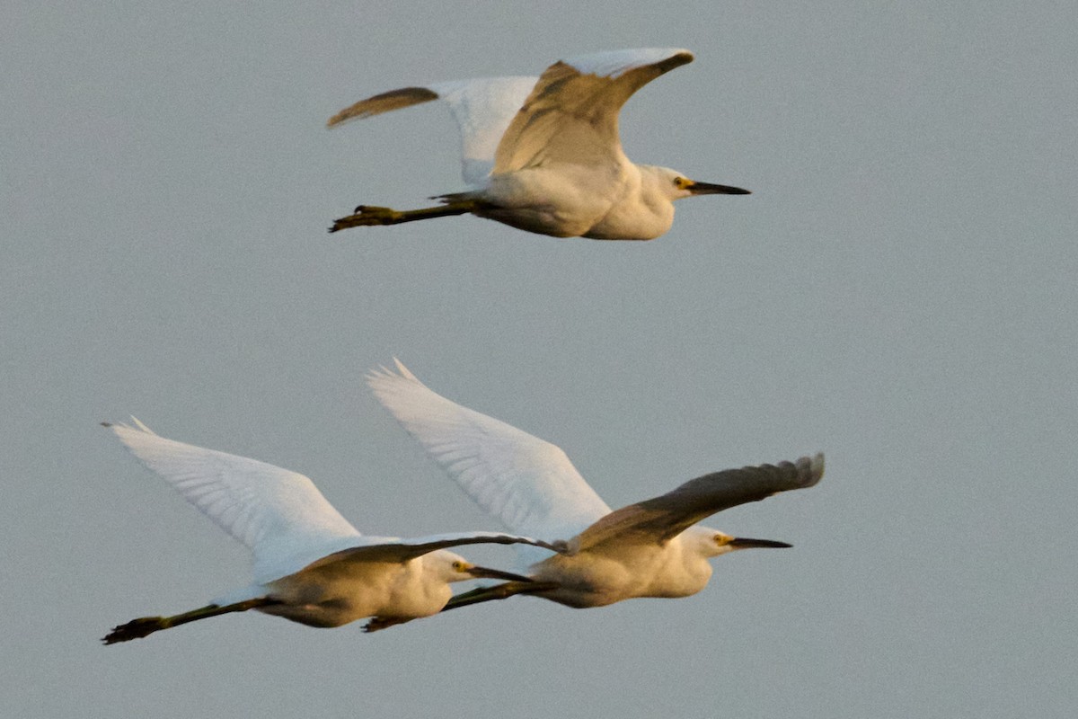 ユキコサギ - ML643010507