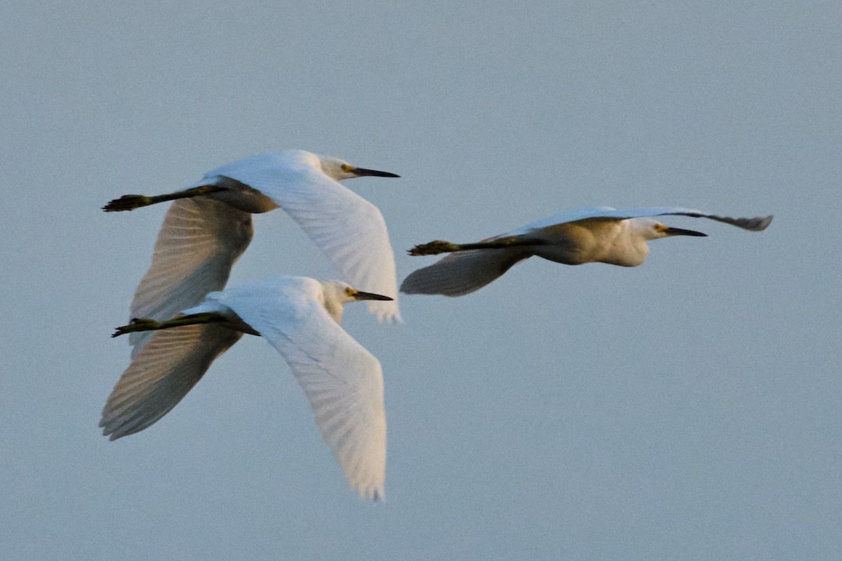 ユキコサギ - ML643010508