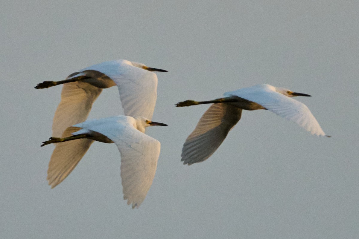 ユキコサギ - ML643010509