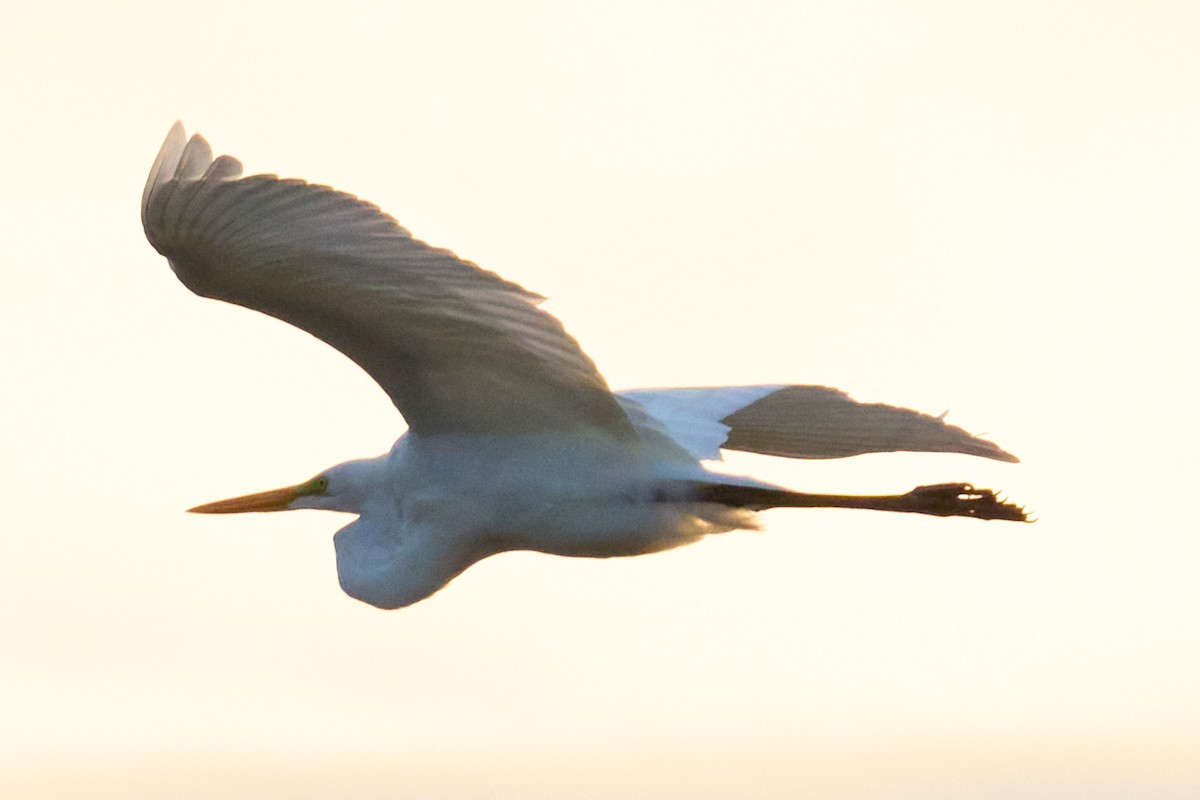 ユキコサギ - ML643010510